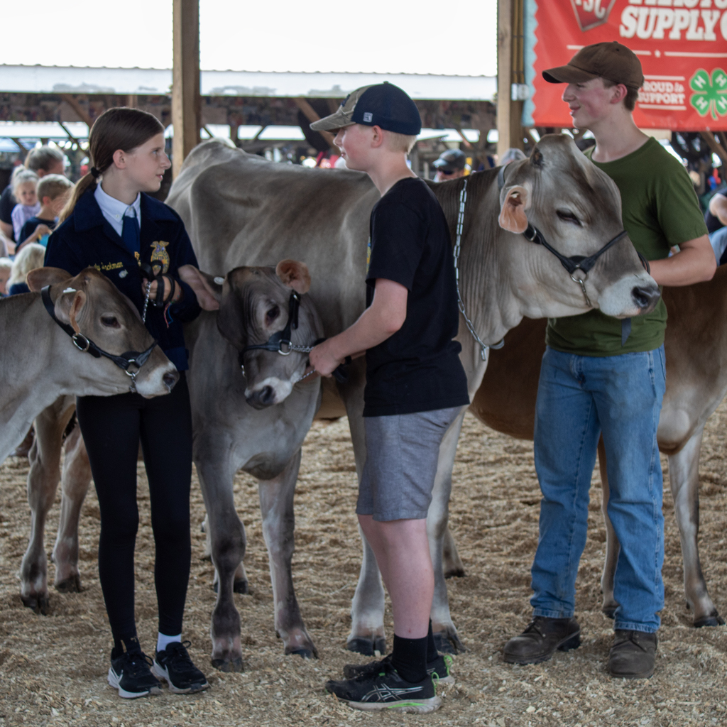 3 students smiling while holding cow leads
