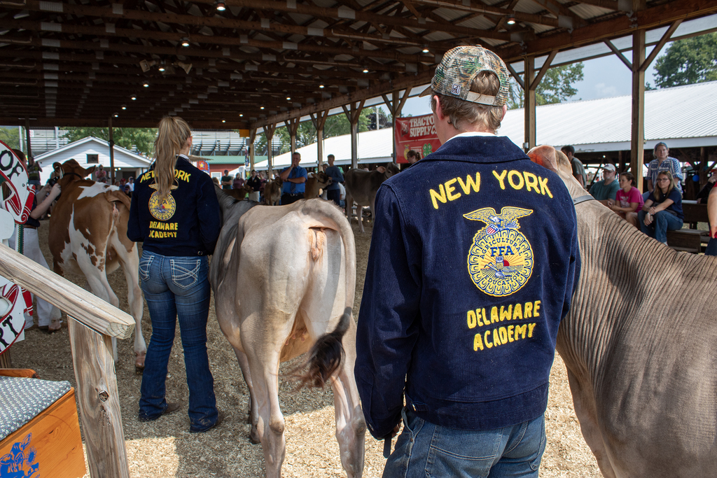 2 students wearing FFA jackets lead cows