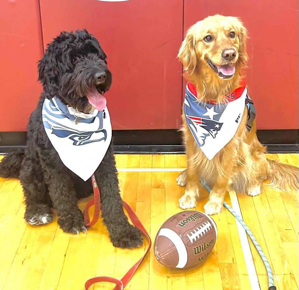 2 dogs wearing football team bibs