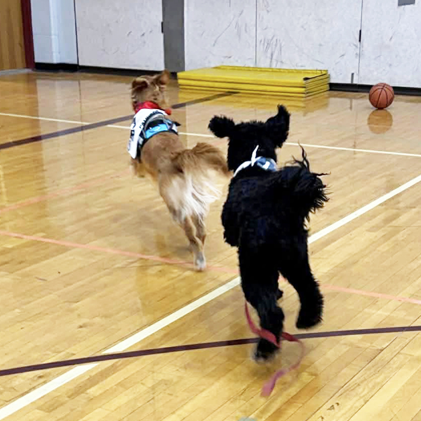 2 dogs running in a gym