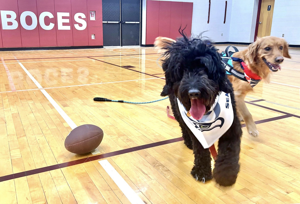 2 dogs with a football in gym