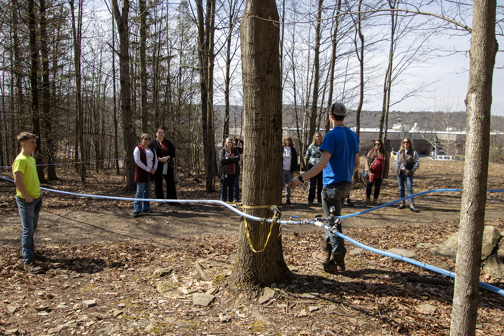 SSC staff in sugar bush, students explain sap lines