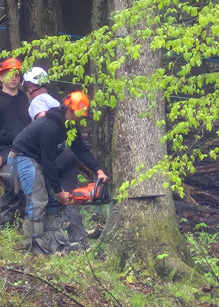 student cutting tree with chain saw
