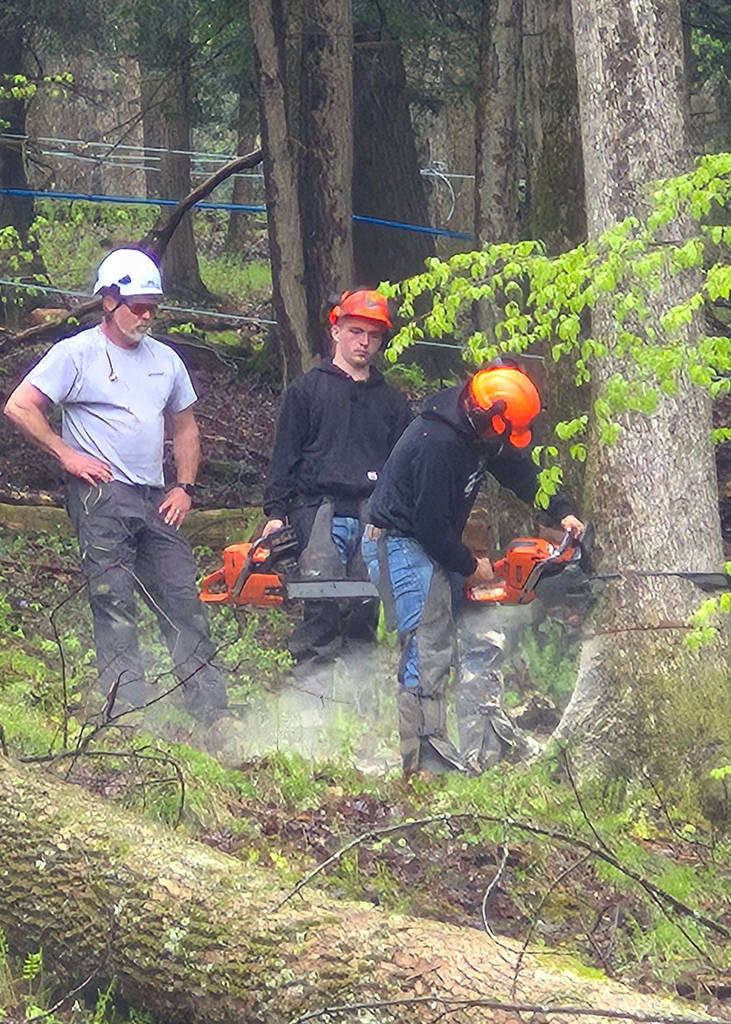 Asplundph tree professional overseeing studeent using a chain saw to fell a tree