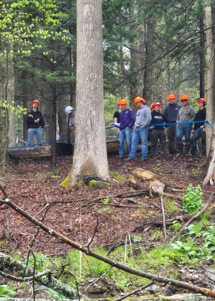 Asplundph tree professional demonstrating tree felling with a chain saw