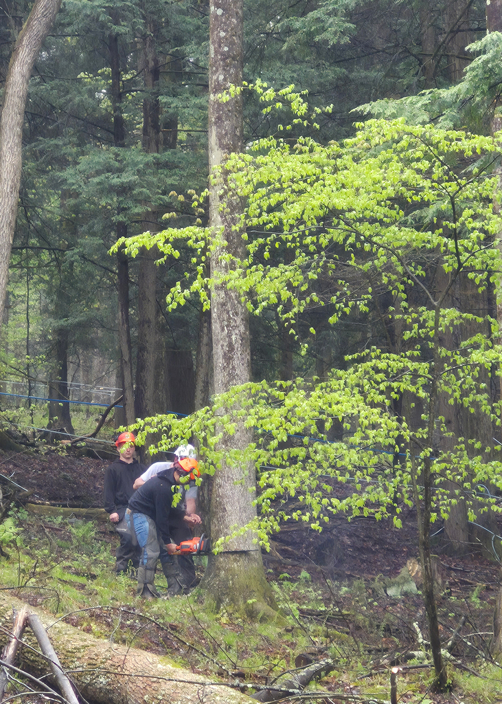 student cutting tree with chain saw, wider view showing more tree