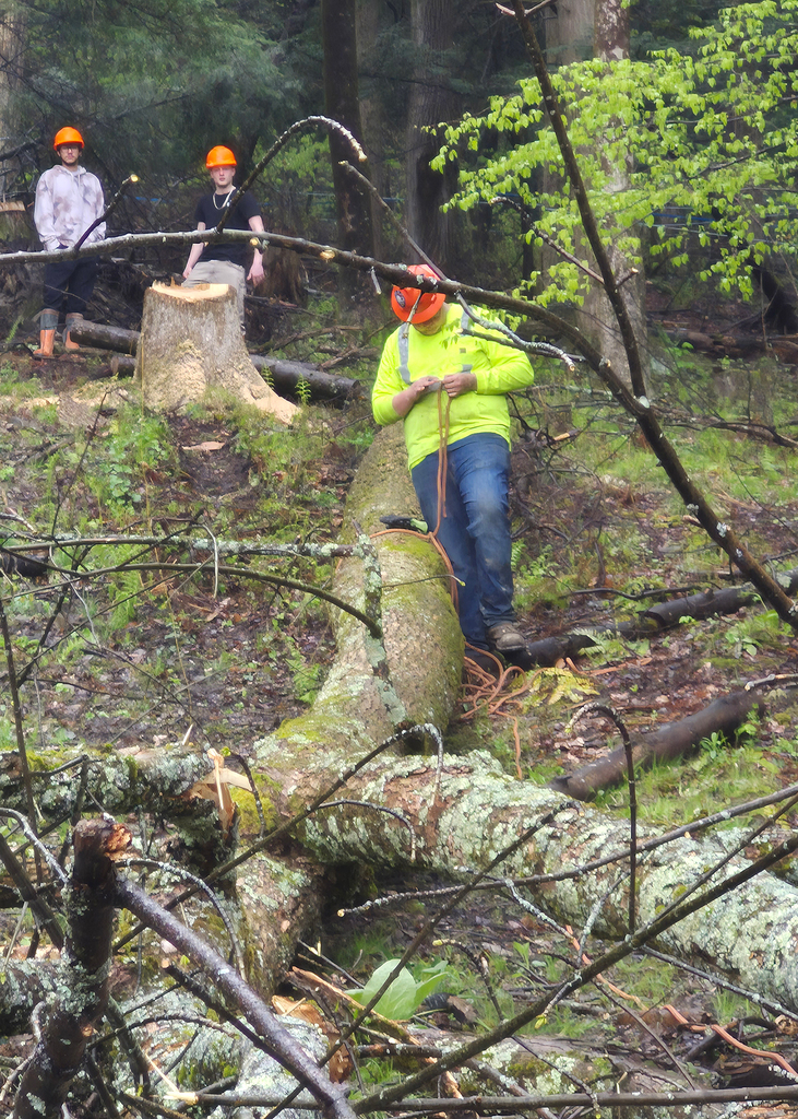 student working with guide rope that was on a downed tree