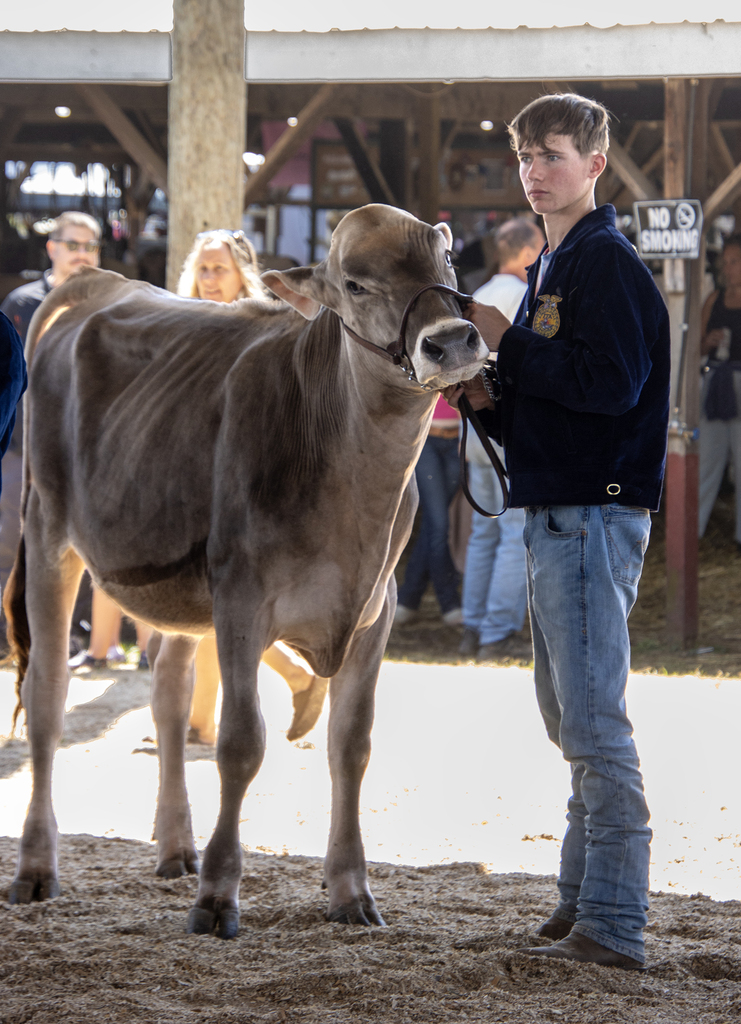 boy showing dairy cow