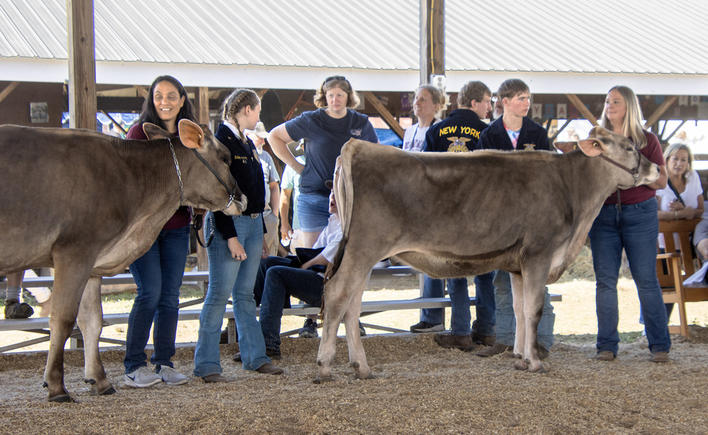 Jennifer Lawrence holding leading a dairy cow; two students and a principal are also in ring with cows