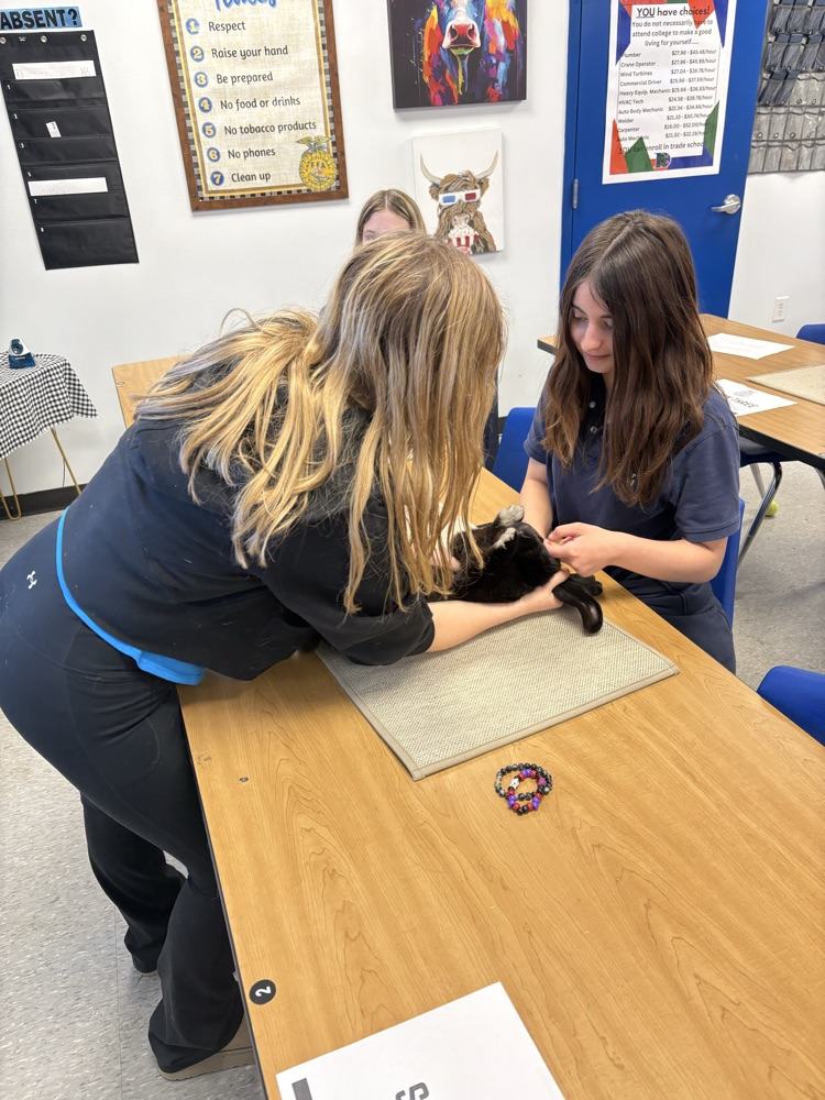 DCS FFA Rabbit Showmanship Clinic