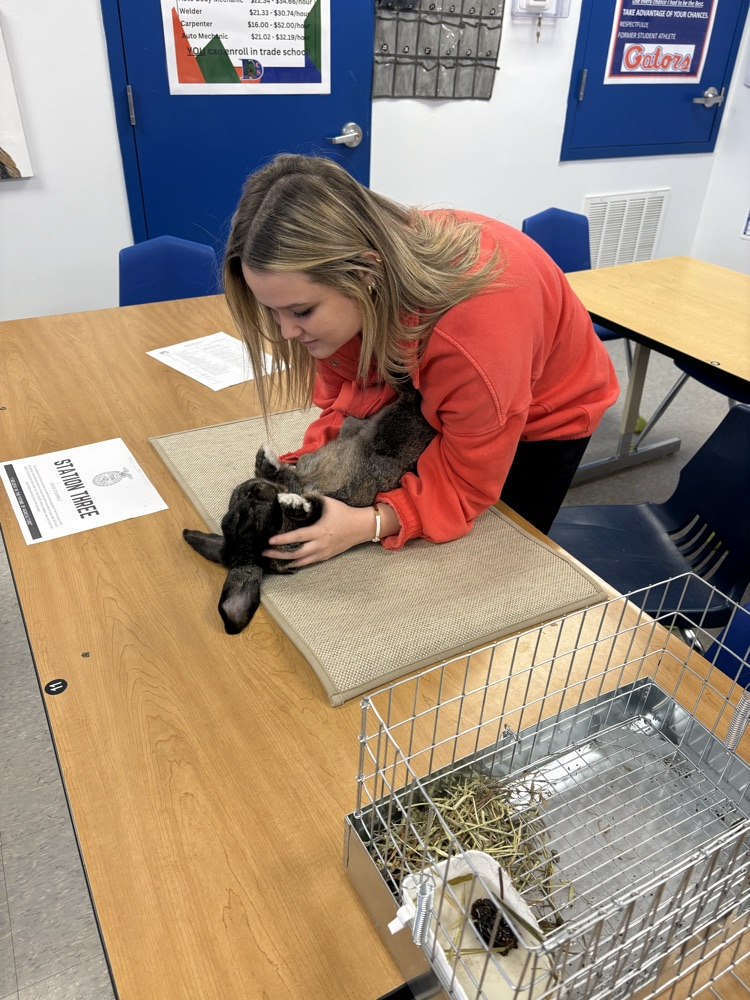 DCS FFA Rabbit Showmanship Clinic