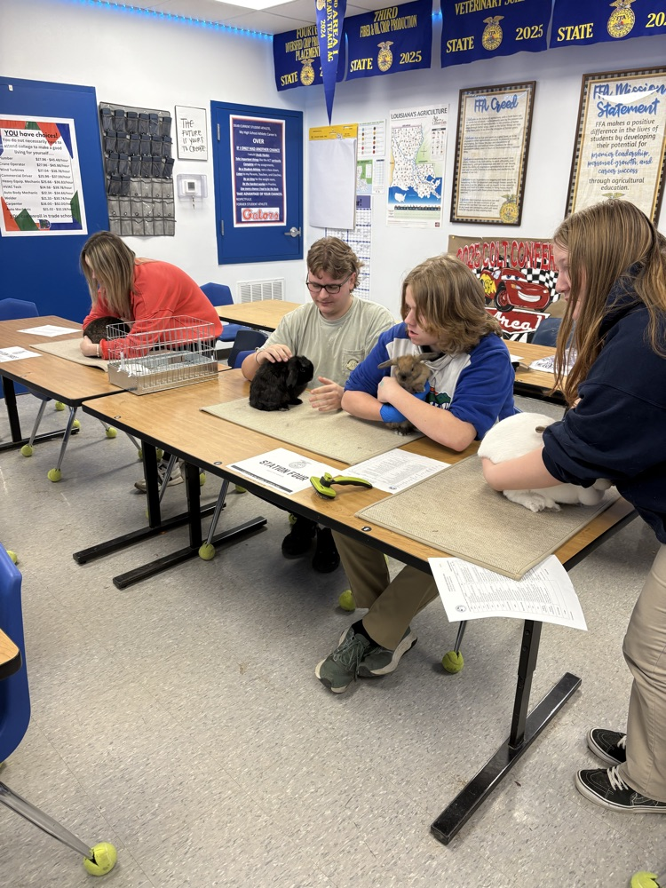DCS FFA Rabbit Showmanship Clinic