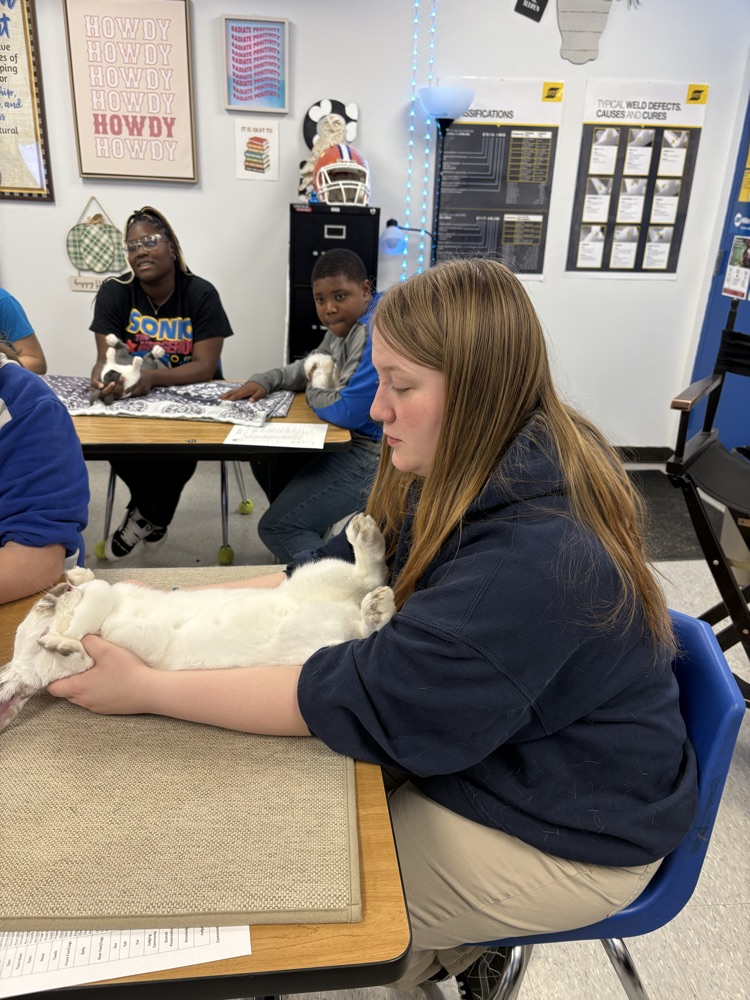 DCS FFA Rabbit Showmanship Clinic