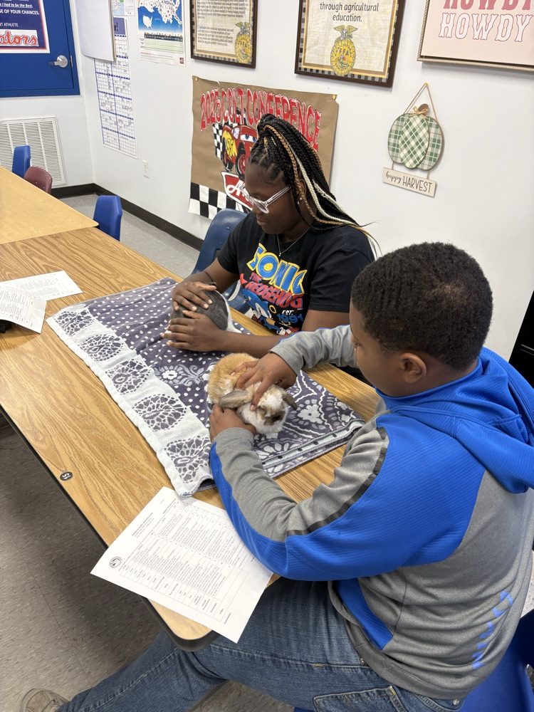 DCS FFA Rabbit Showmanship Clinic