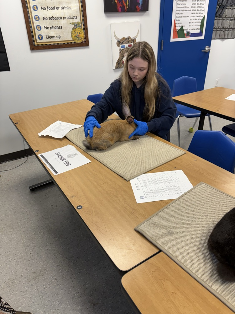 DCS FFA Rabbit Showmanship Clinic