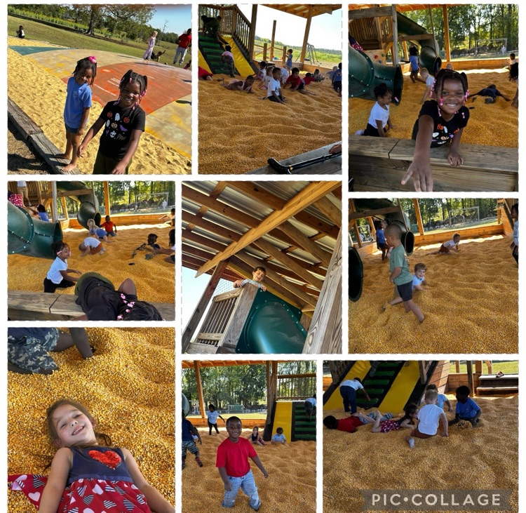 Pumpkin Patch