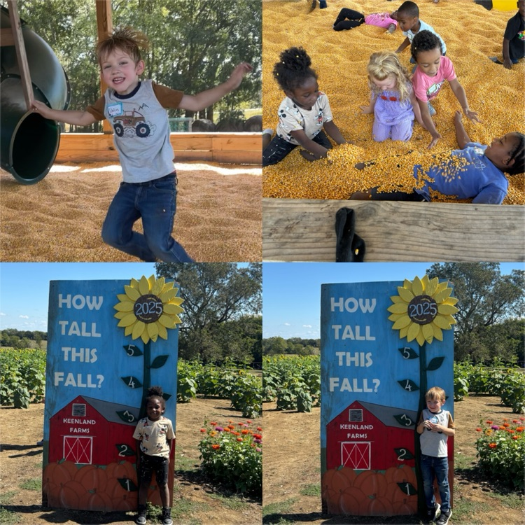 Pumpkin Patch