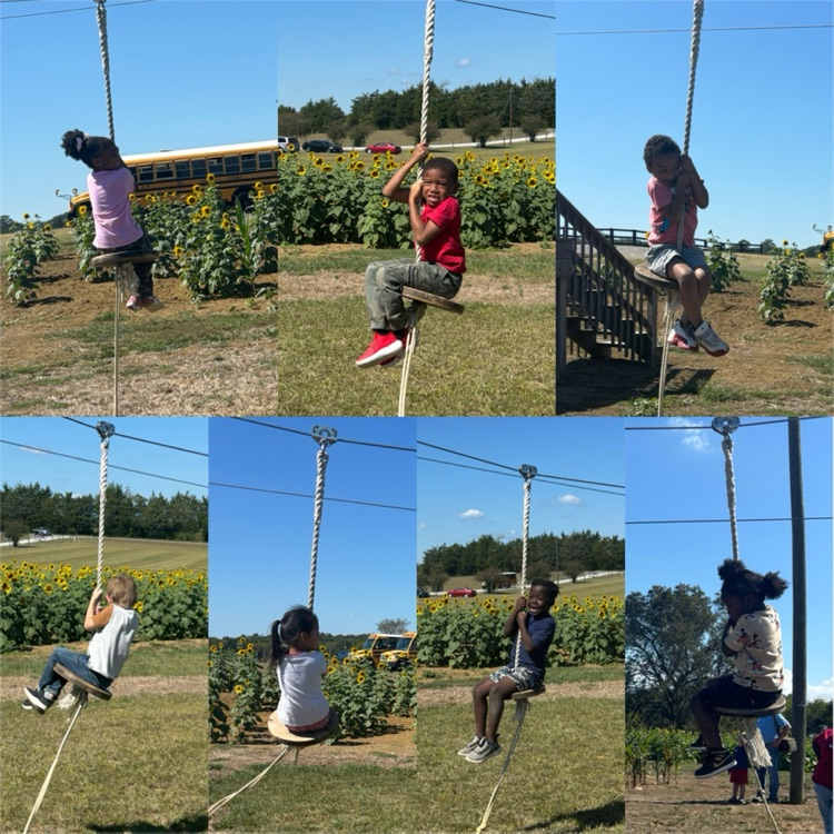 Pumpkin Patch