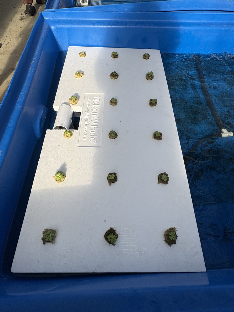 Aquaponics
