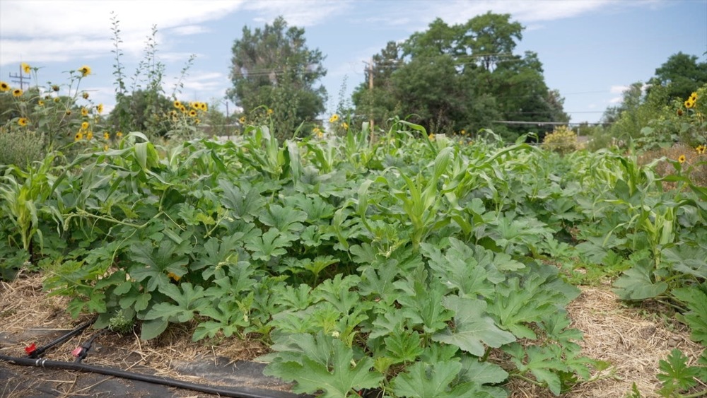 Multiple green leafy plants