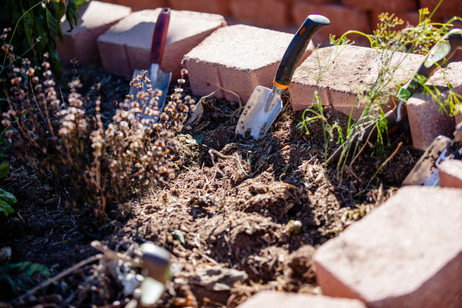 Two hand shovels in a bed of dirt