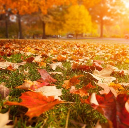 Colorful leaves lay on green grass in the early morning