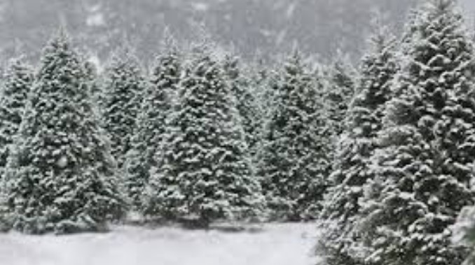 Pine tress covered with a dusting of snow