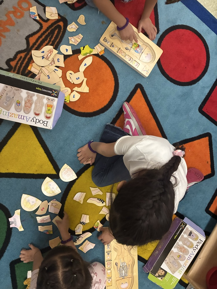 the library center had human body puzzles with skeleton, organs, and skin layers