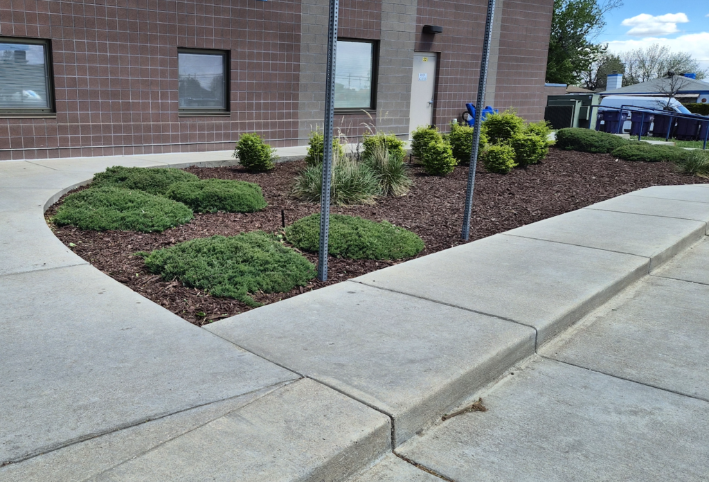 Shrubs