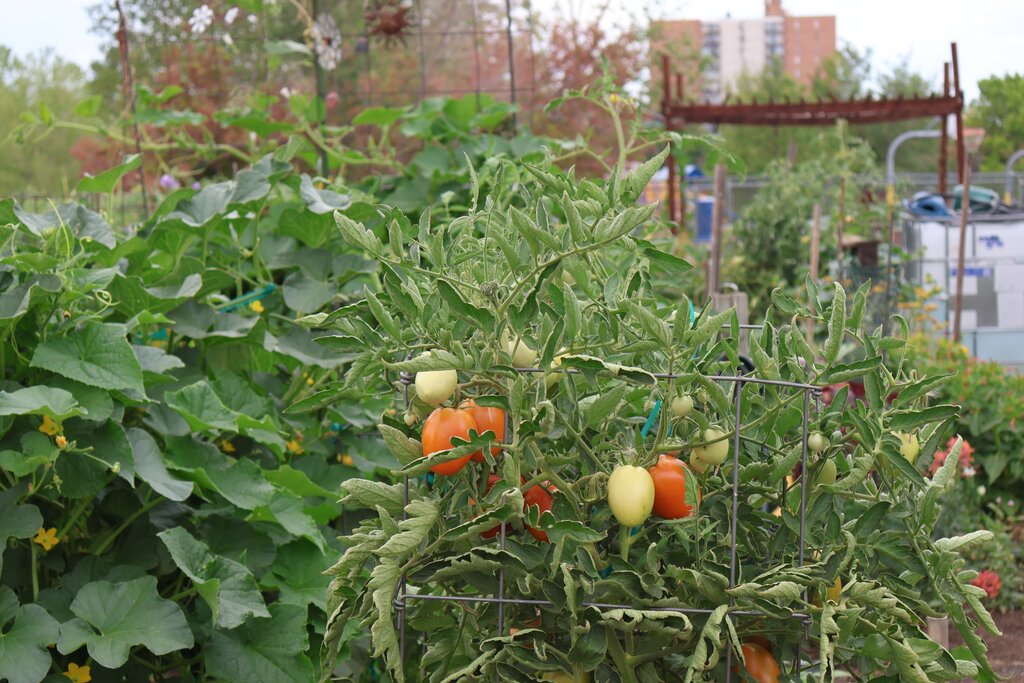 green and red tomatoes grow on a vine in the Palmer ECE Center garden