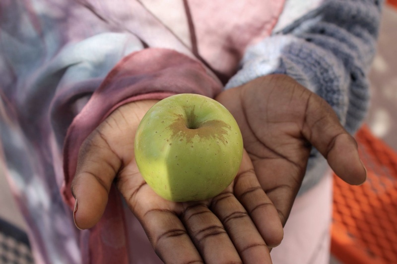 Hands holding an apple