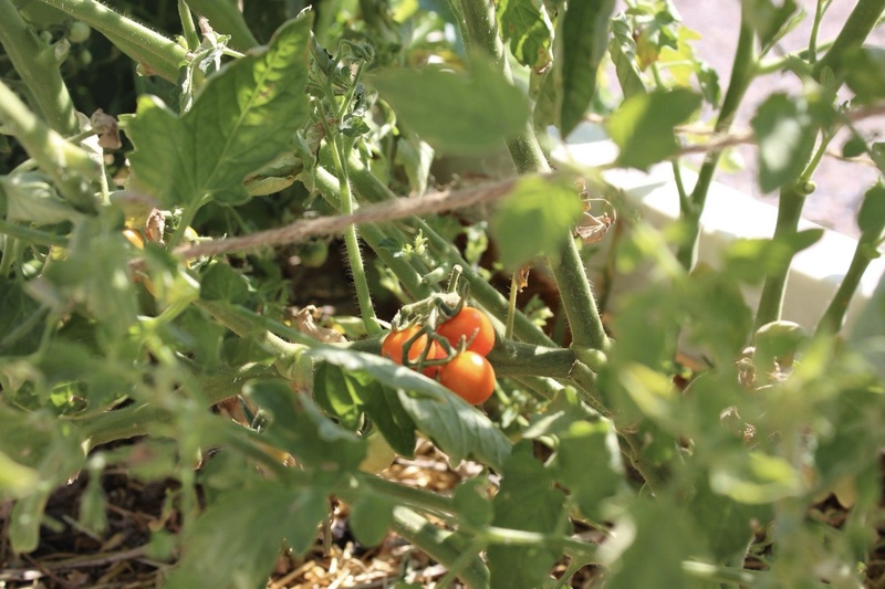 Tomatoes on vine