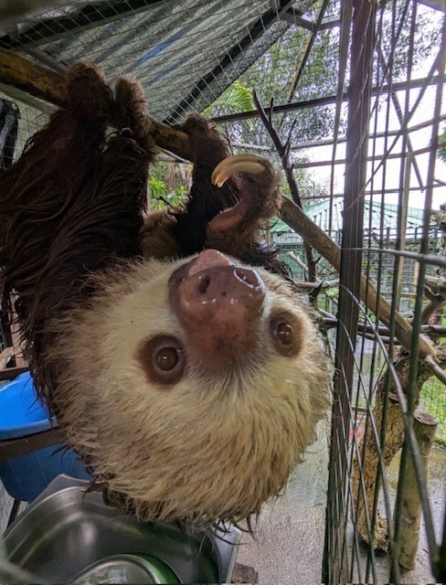 sloth