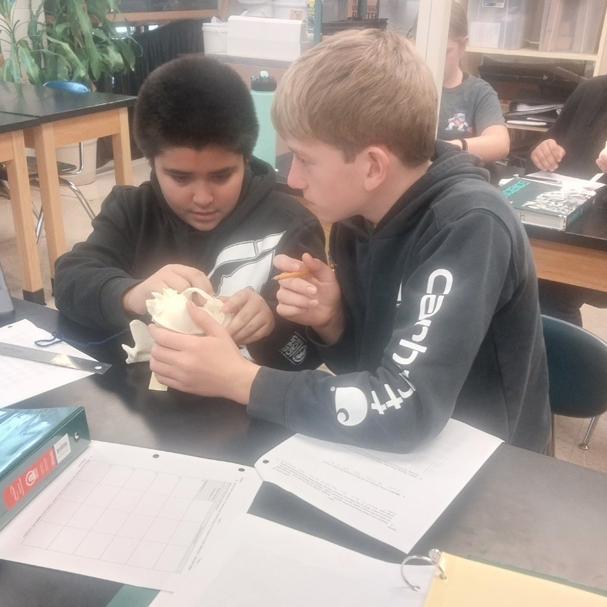 Coyote skull replica