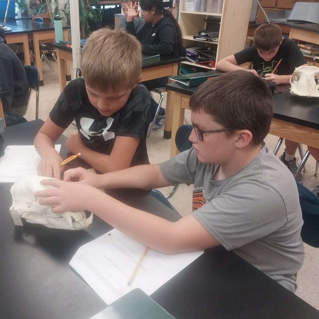 Black bear replica skull