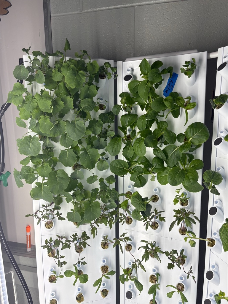 Veggies growing