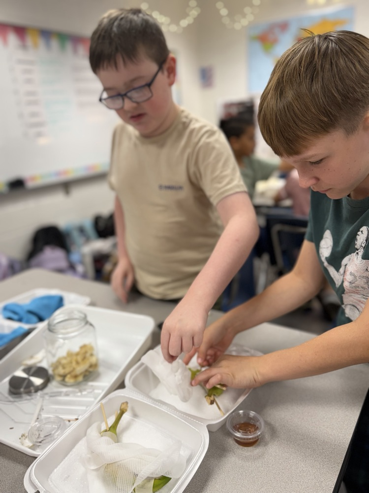 Two students work on a science project with plants and jars, one wearing glasses.