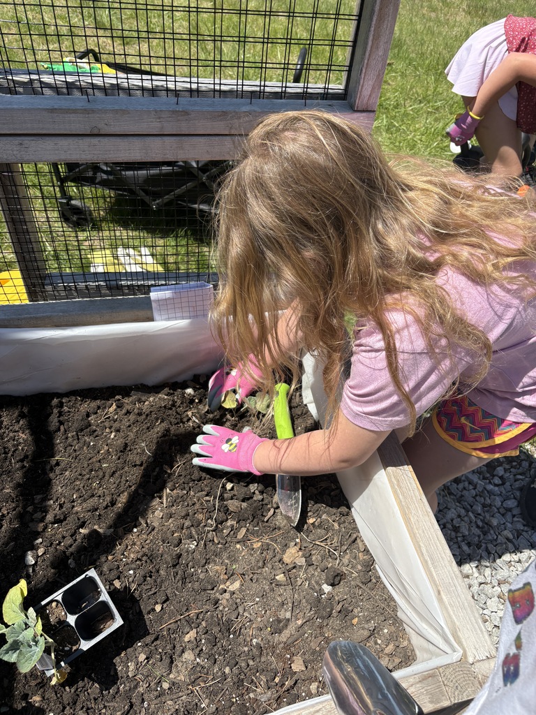 Student planting in their school garden.