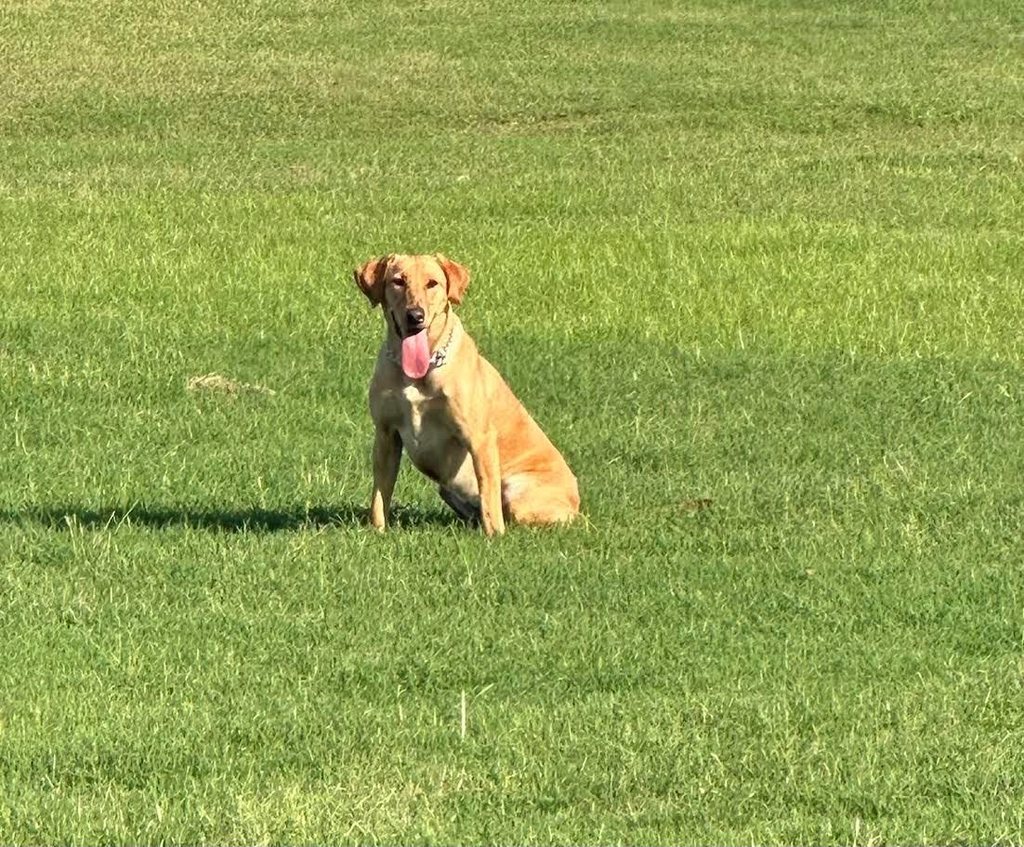 AGFC Warden Dog
