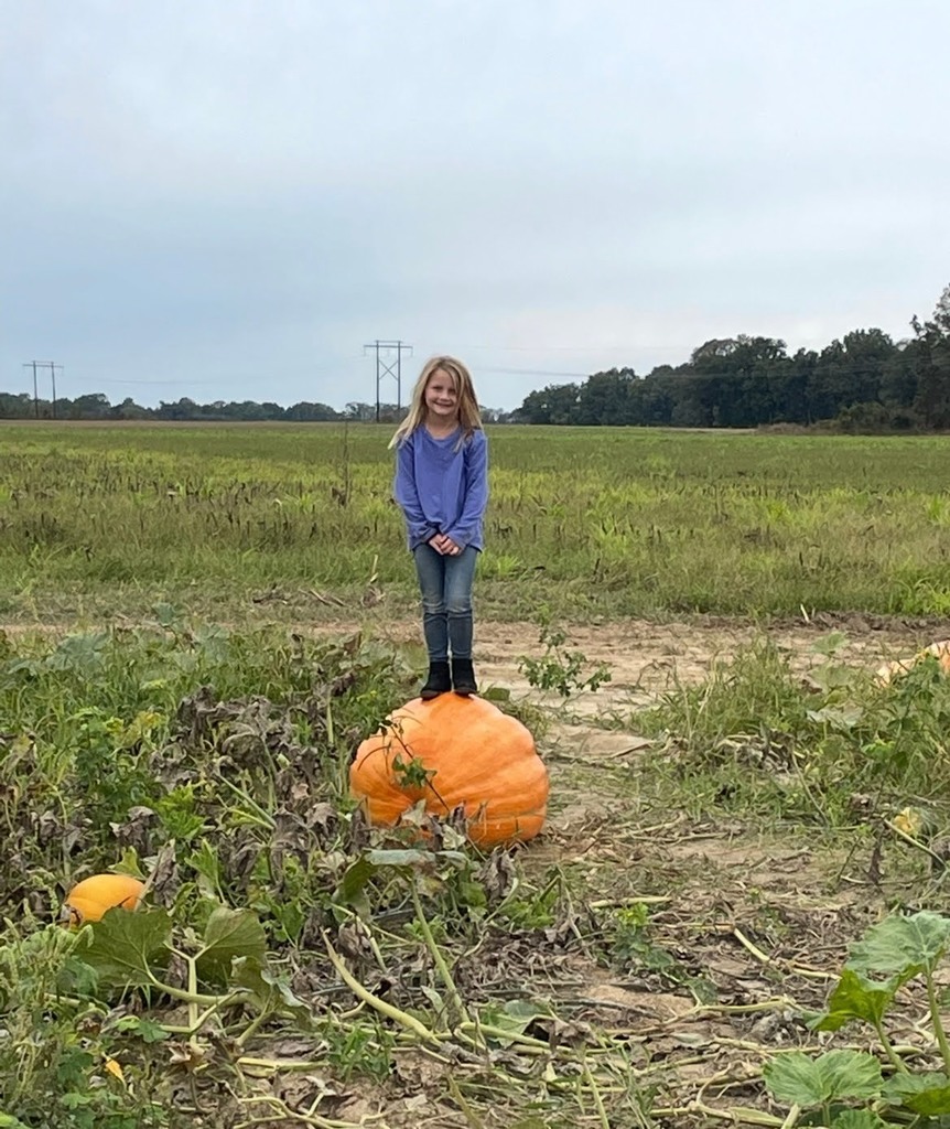pumpkin patch