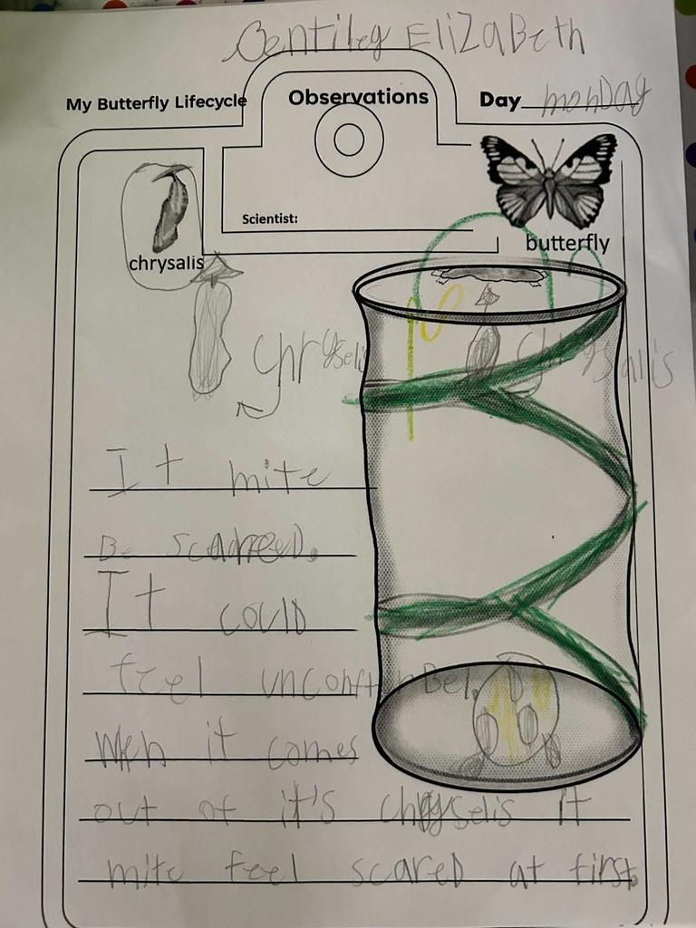 butterfly lifecycle observation sheet