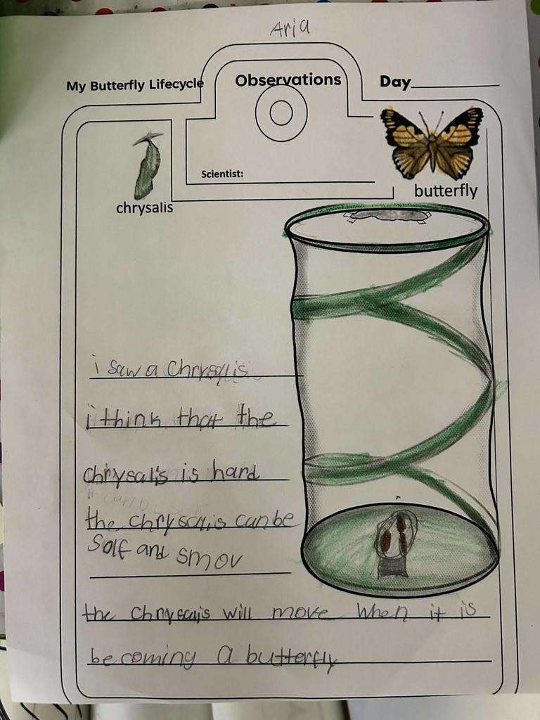 butterfly lifecycle observation sheet
