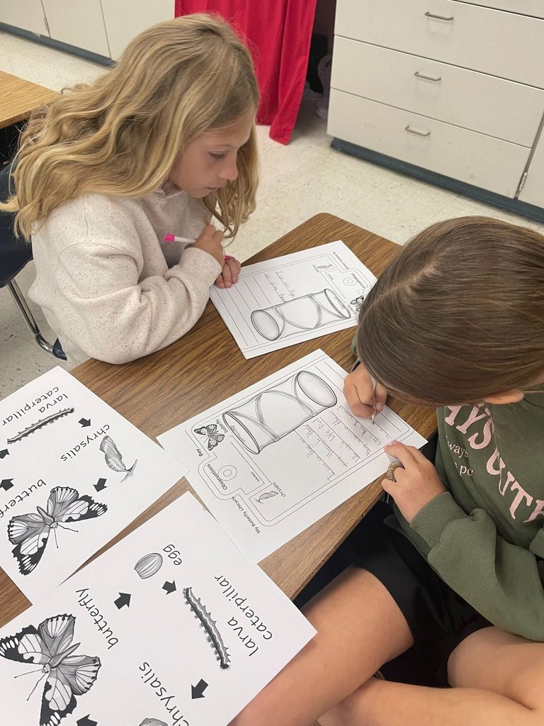 students monitoring butters and filling out butterfly lifecycle observation sheet