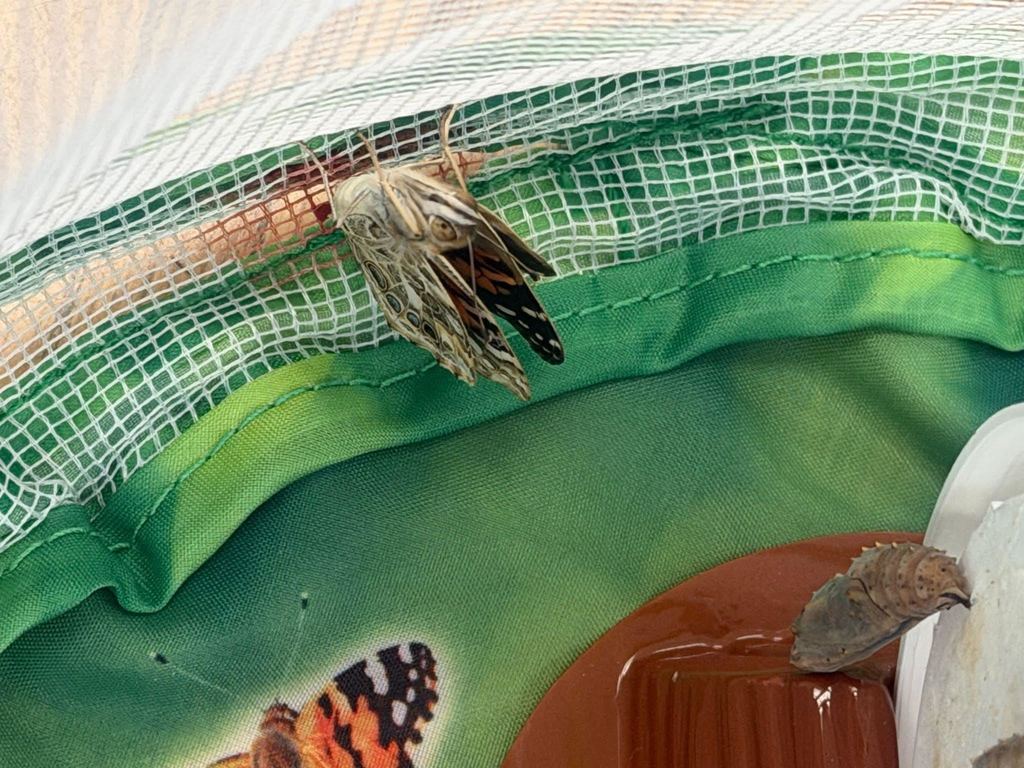 butterfly fresh out of the cocoon