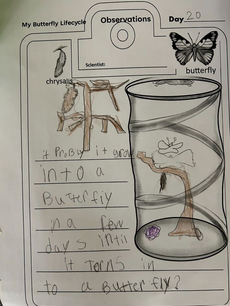 butterfly lifecycle observation sheet