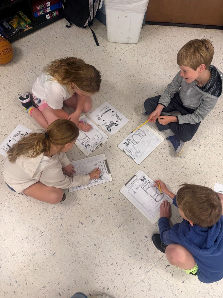 students monitoring butters and filling out butterfly lifecycle observation sheet