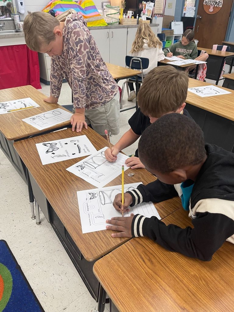 students monitoring butters and filling out butterfly lifecycle observation sheet