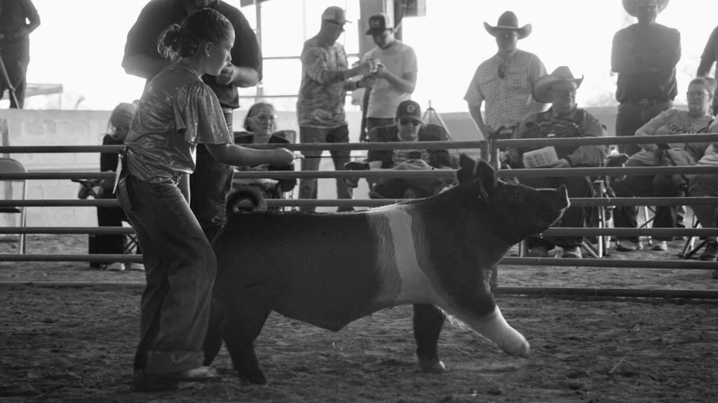 Pig
