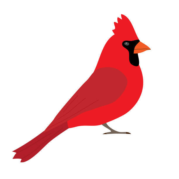 Cardinal