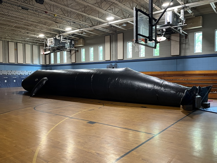 Blue whale